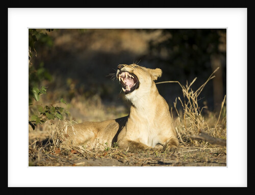 Yawning Lioness, Chobe National Park, Botswana by Anonymous