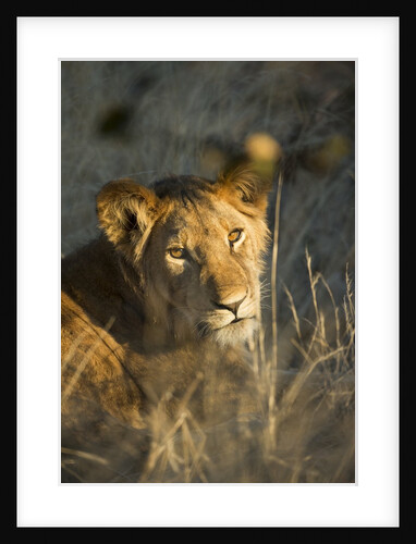 Lion Cub in Tall Grass, Chobe National Park, Botswana by Anonymous