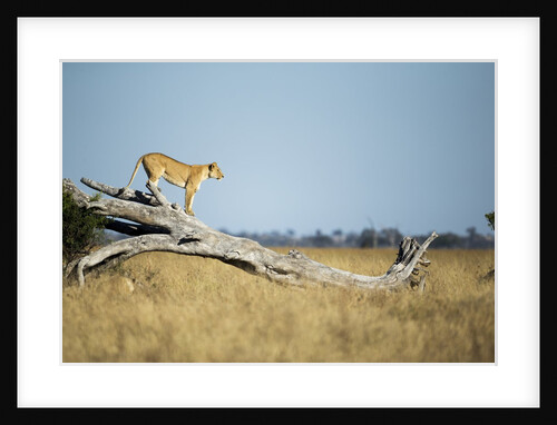 Lioness Standing on Dead Tree, Chobe National Park, Botswana by Anonymous