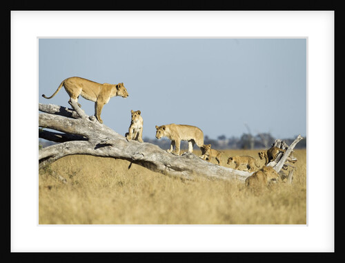 Lion Pride Standing on Dead Tree, Chobe National Park, Botswana by Anonymous