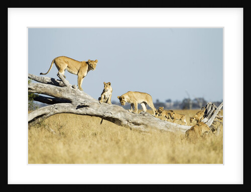 Lion Pride Standing on Dead Tree, Chobe National Park, Botswana by Anonymous