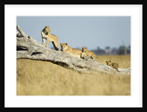 Lion Pride Standing on Dead Tree, Chobe National Park, Botswana by Anonymous