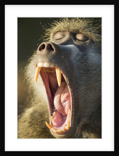 Chacma Baboon Fangs, Chobe National Park, Botswana by Anonymous