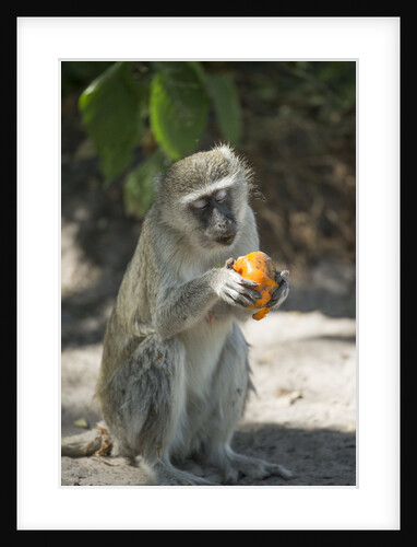 Vervet Monkey, Moremi Game Reserve, Botswana by Anonymous