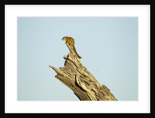 Squirrel, Botswana by Anonymous