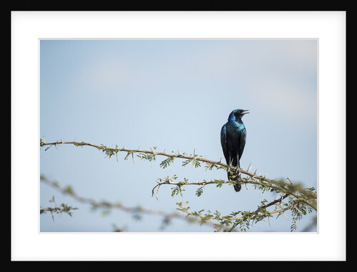 Burchellâ€™s Starling, Chobe National Park, Botswana by Anonymous