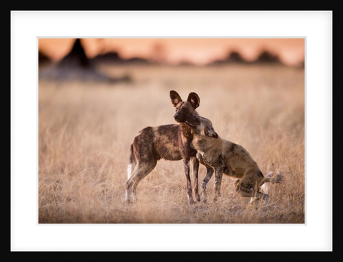 Wild Dogs, Moremi Game Reserve, Botswana by Anonymous