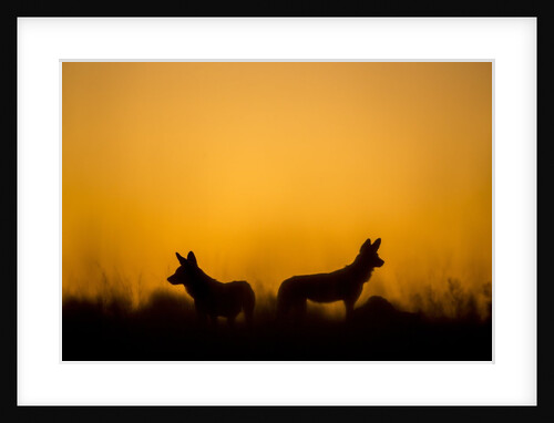 Wild Dogs, Moremi Game Reserve, Botswana by Anonymous