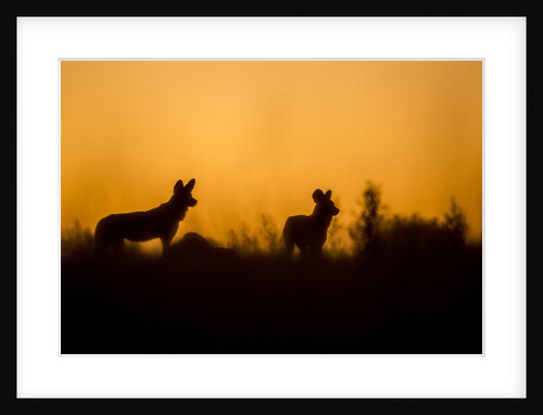 Wild Dogs, Moremi Game Reserve, Botswana by Anonymous
