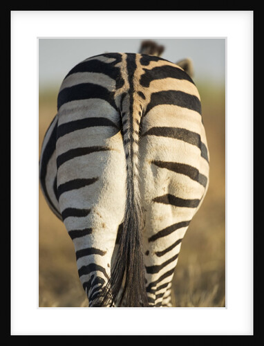 Plains Zebra, Moremi Game Reserve, Botswana by Anonymous