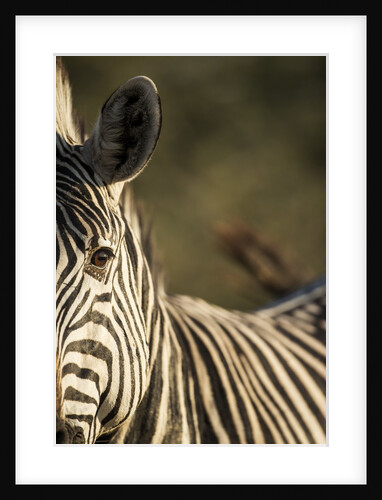 Plains Zebra, Moremi Game Reserve, Botswana by Anonymous