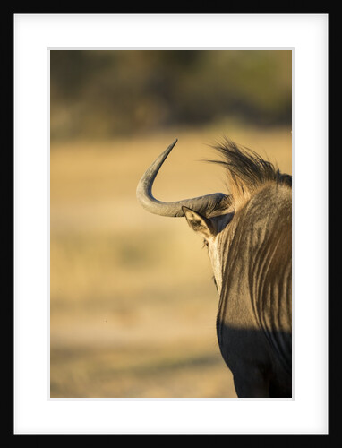 Wildebeest, Moremi Game Reserve, Botswana by Anonymous