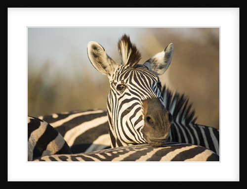 Plains Zebra Herd, Moremi Game Reserve, Botswana by Anonymous