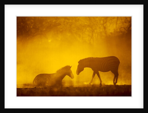 Plains Zebra at Sunset, Moremi Game Reserve, Botswana by Anonymous