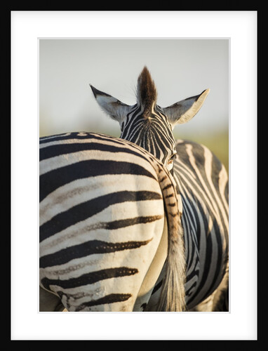 Plains Zebra Herd, Moremi Game Reserve, Botswana by Anonymous