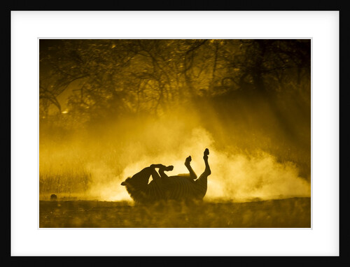 Plains Zebra at Sunset, Moremi Game Reserve, Botswana by Anonymous