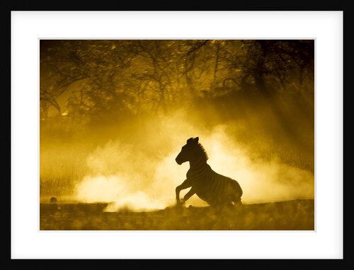 Plains Zebra at Sunset, Moremi Game Reserve, Botswana by Anonymous