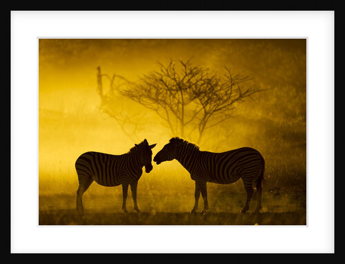 Plains Zebra at Sunset, Moremi Game Reserve, Botswana by Anonymous