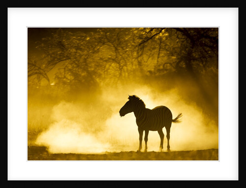 Plains Zebra at Sunset, Moremi Game Reserve, Botswana by Anonymous