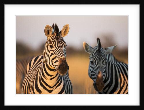 Plains Zebras at Sunset, Moremi Game Reserve, Botswana by Anonymous