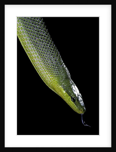 Gonyosoma oxycephala (red-tailed green rat snake) by Anonymous