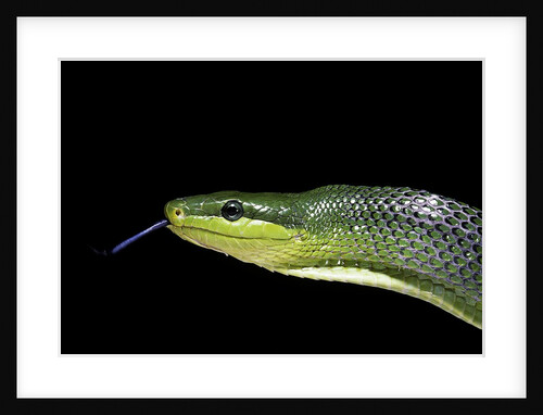 Gonyosoma oxycephala (red-tailed green rat snake) by Anonymous
