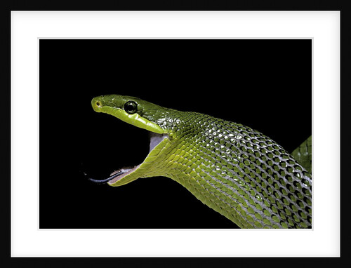 Gonyosoma oxycephala (red-tailed green rat snake) by Anonymous