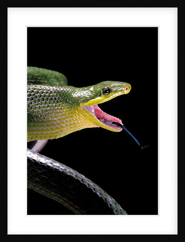 Gonyosoma oxycephala (red-tailed green rat snake) by Anonymous