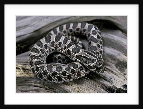 Heterodon nasicus (western hog-nosed snake) - young by Anonymous