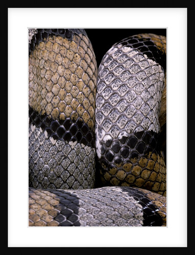 Lampropeltis alterna (grey-banded kingsnake) by Anonymous