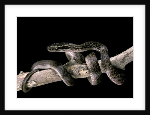 Lamprophis fuliginosus (brown house snake) by Anonymous