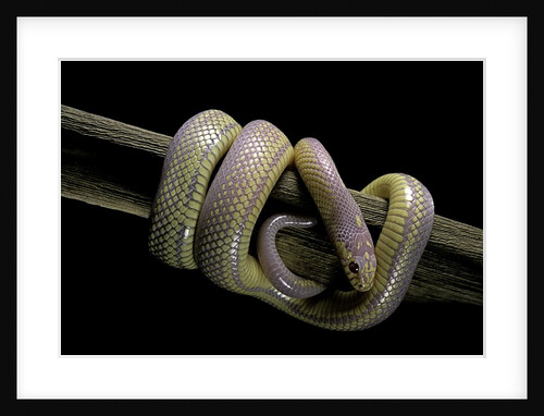 Lampropeltis getula californiae f. albino (California kingsnake) by Anonymous
