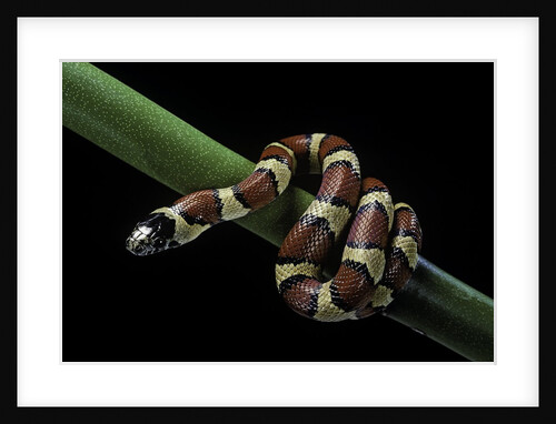 Lampropeltis mexicana (mexican kingsnake) by Anonymous