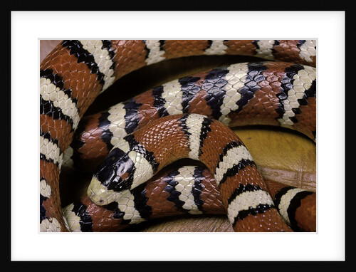 Lampropeltis pyromelana woodini (Sonoran mountain kingsnake) by Anonymous