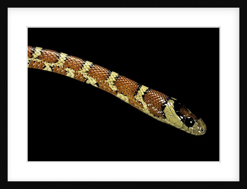 Lampropeltis pyromelana woodini (Sonoran mountain kingsnake) by Anonymous