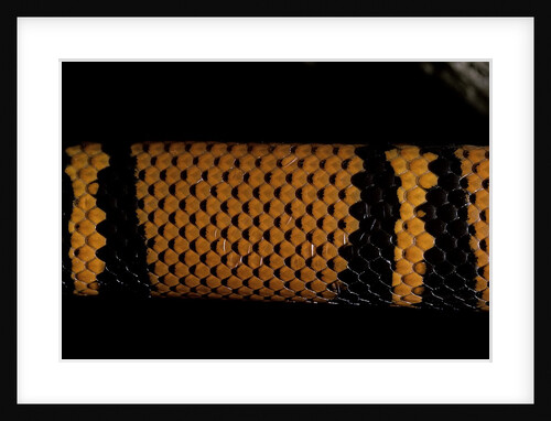 Lampropeltis triangulum hondurensis (milk snake) by Anonymous