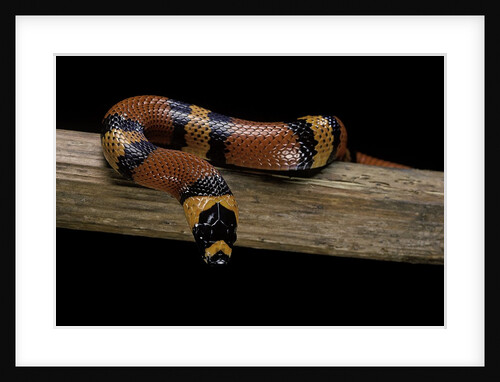 Lampropeltis triangulum hondurensis (Honduras milksnake) by Anonymous