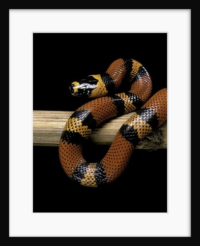Lampropeltis triangulum hondurensis (Honduras milksnake) by Anonymous