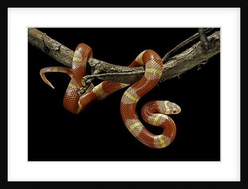 Lampropeltis triangulum nelsoni f. albino (milksnake) by Anonymous