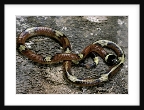 Lampropeltis triangulum sinaloae (Sinaloan milksnake) by Anonymous