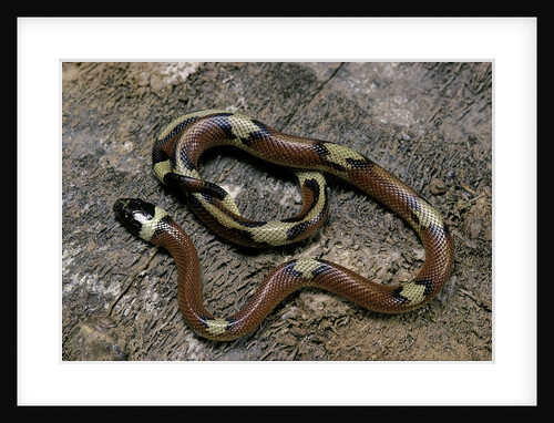 Lampropeltis triangulum sinaloae (Sinaloan milksnake) by Anonymous