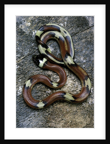 Lampropeltis triangulum sinaloae (Sinaloan milksnake) by Anonymous