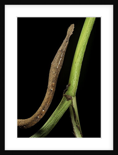 Langaha madagascariensis (leafnose snake) - female by Anonymous