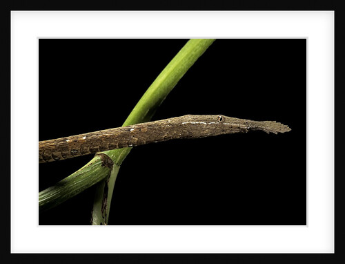 Langaha madagascariensis (leafnose snake) - female by Anonymous