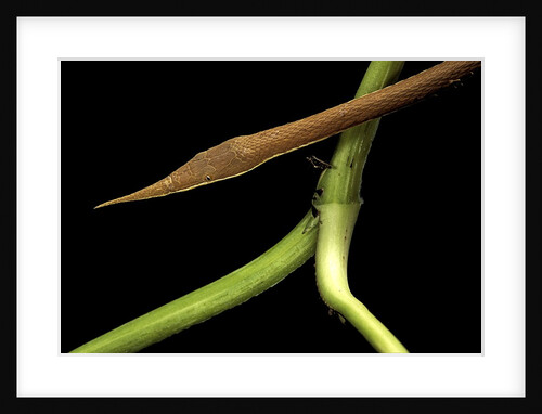 Langaha madagascariensis (leafnose snake) - male by Anonymous