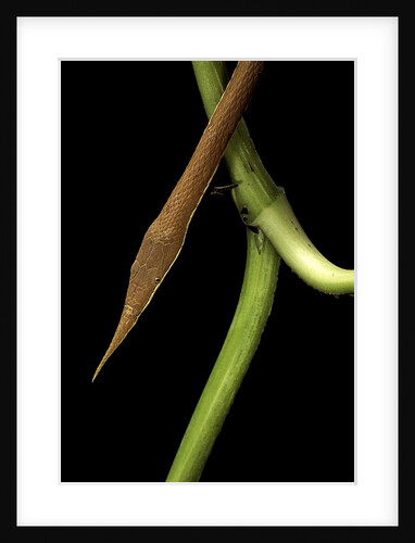 Langaha madagascariensis (leafnose snake) - male by Anonymous
