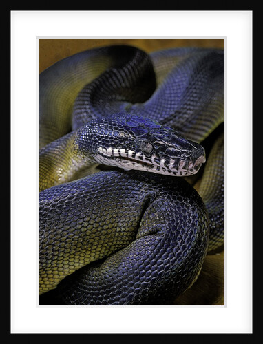 Leiopython albertisii (white-lipped python) by Anonymous