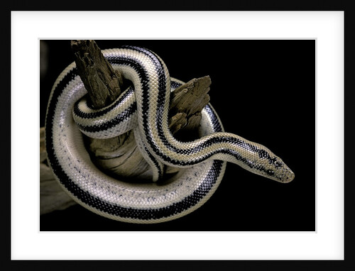 Lichanura trivirgata trivirgata (mexican rosy boa) by Anonymous