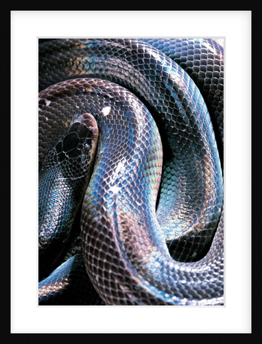 Loxocemus bicolor (mexican burrowing python) by Anonymous