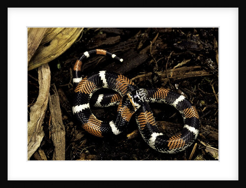 Lystrophis semicinctus (hognose snake) by Anonymous